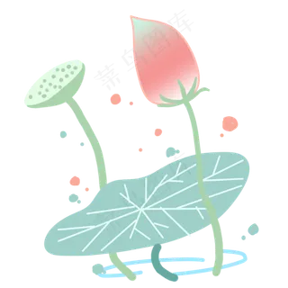 漂亮的荷花和莲蓬