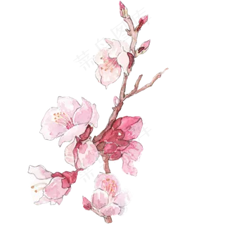 粉色的桃花手绘鲜花,免抠元素