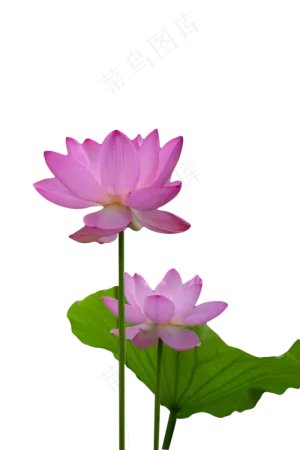 荷花荷叶