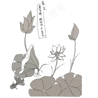 手绘矢量夏至节气荷塘荷叶荷花漫