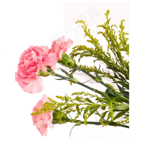 实拍鲜花粉色花朵