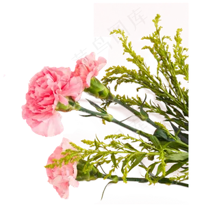 实拍鲜花粉色花朵