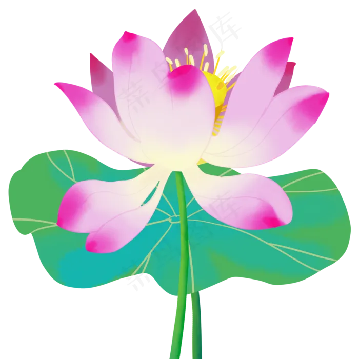 红色荷花(2000X2000)