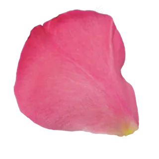 红色玫瑰花瓣 红色玫瑰花瓣