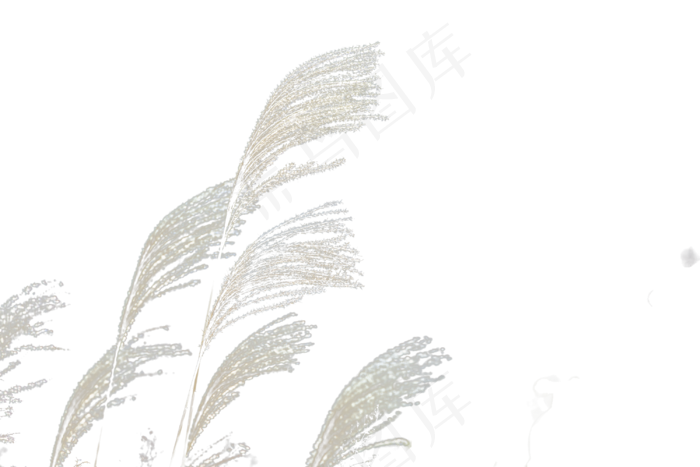 芦苇和枝条,免抠元素(3000*2000px 300 dpi )
