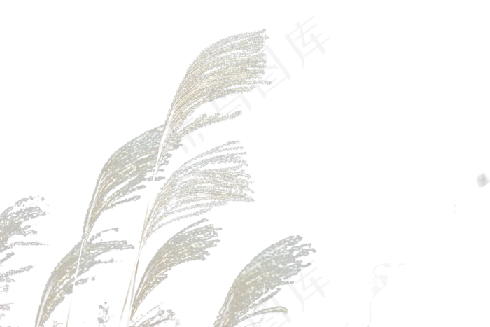 芦苇和枝条,免抠元素(3000*2000px 300 dpi )