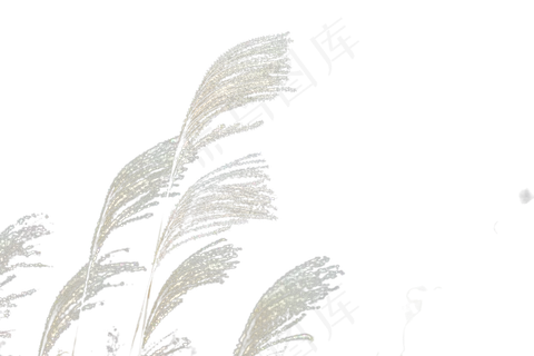 芦苇和枝条,免抠元素