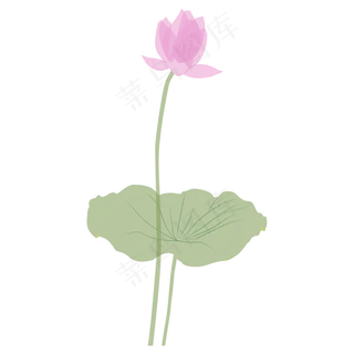 伴着荷叶而长的似开未开的荷花