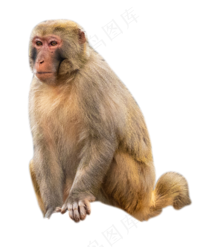 保护动物猕猴,免抠元素(2000*2391px 300 dpi )