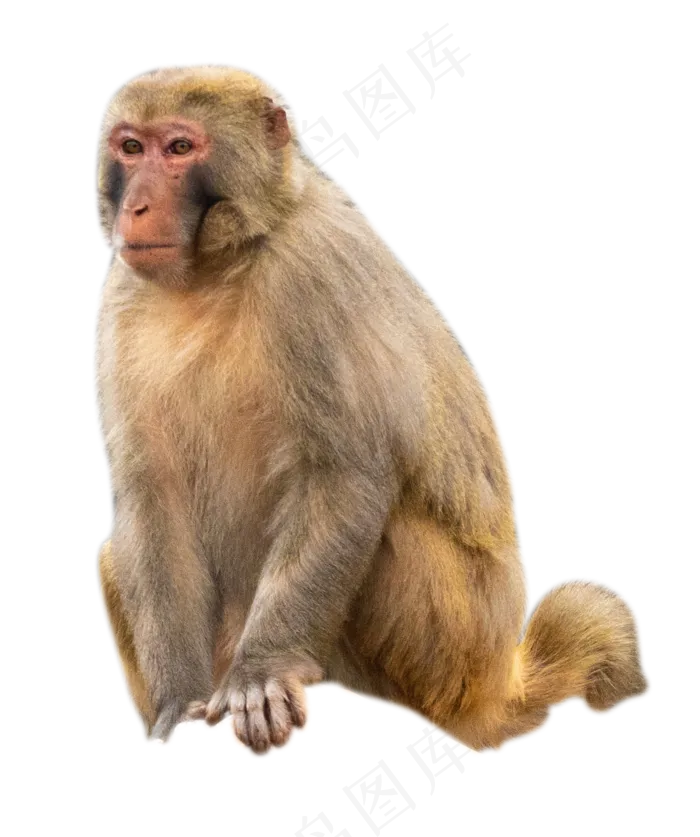 保护动物猕猴,免抠元素(2000*2391px 300 dpi )