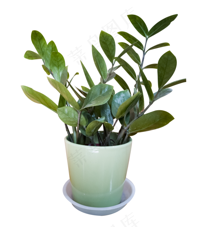 盆栽植物绿萝,免抠元素