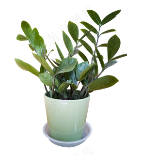 盆栽植物绿萝,免抠元素 盆栽植物绿萝,免抠元素
