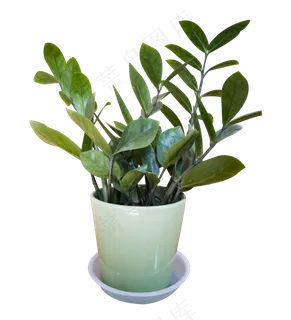 盆栽植物绿萝,免抠元素 盆栽植物绿萝,免抠元素