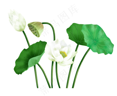 立夏白色荷花和荷叶,免抠元素