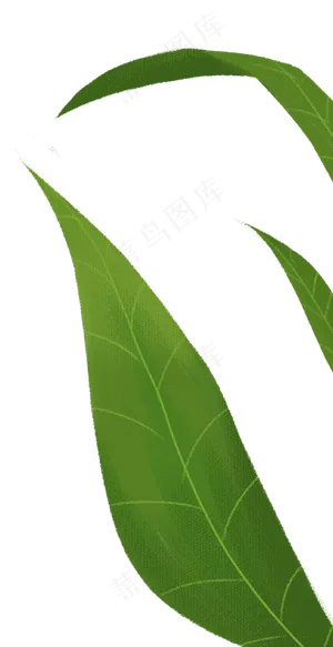 手绘卡通大绿叶子元素