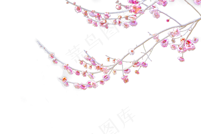 梅花和枝条,免抠元素(3000*2000px 300 dpi )