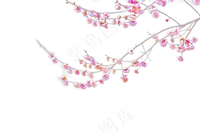 梅花和枝条,免抠元素(3000*2000px 300 dpi )