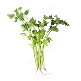 绿色真实香菜食物元素