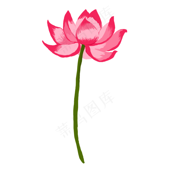 漂亮的荷花和莲蓬