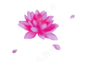 一朵荷花