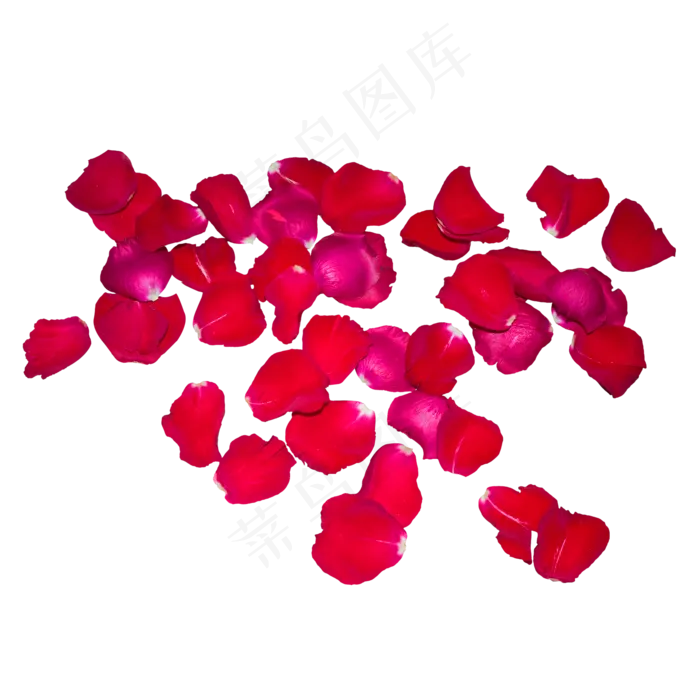 一片红色玫瑰花瓣(2000X2000(DPI:300))