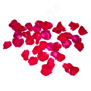 一片红色玫瑰花瓣
