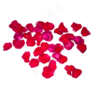 一片红色玫瑰花瓣