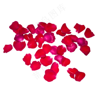 一片红色玫瑰花瓣