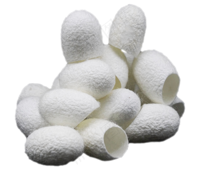 白色蚕茧蚕壳,免抠元素