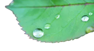 玫瑰叶上的水珠