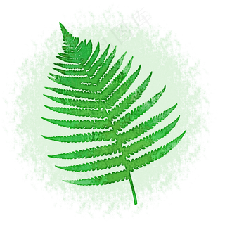 蕨草叶子中国风水墨水彩PNG素材