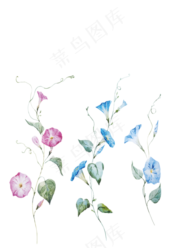 手绘喇叭花,免抠元素