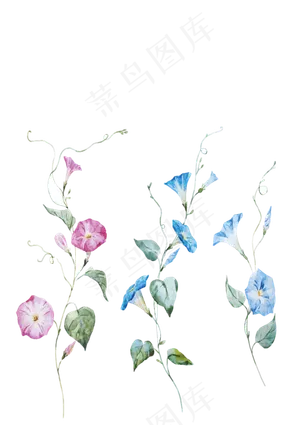 手绘喇叭花,免抠元素