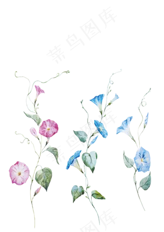 手绘喇叭花,免抠元素