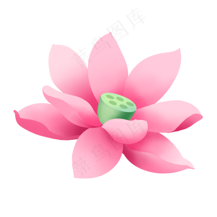 夏日植物单朵粉色荷花