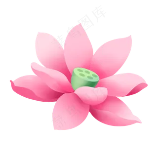 夏日植物单朵粉色荷花