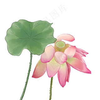 中国风荷花水彩画