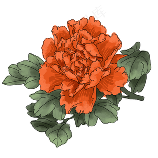 中国风手绘花卉插图,免抠元素