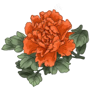 中国风手绘花卉插图,免抠元素