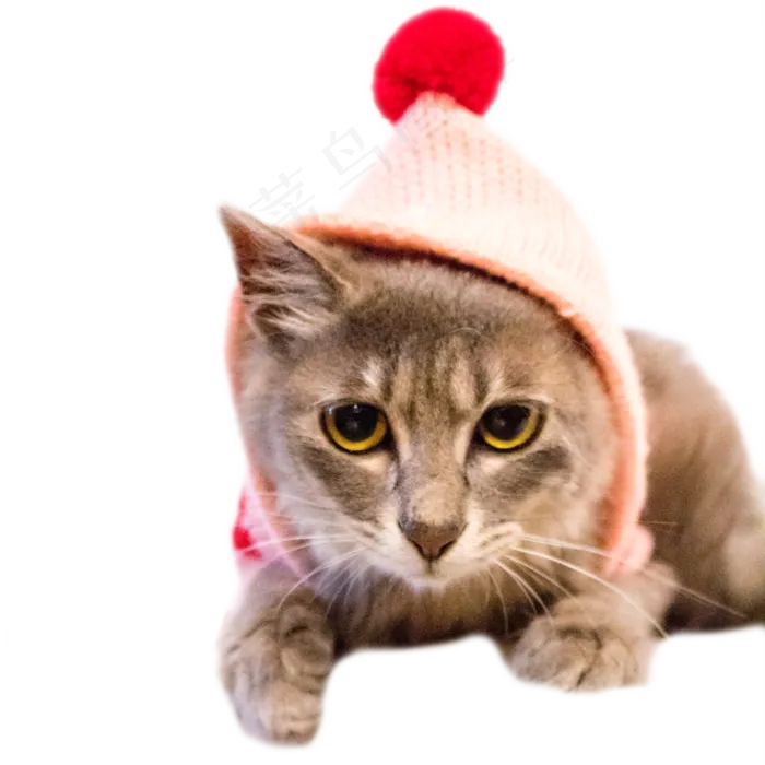 带着粉色兜帽的猫