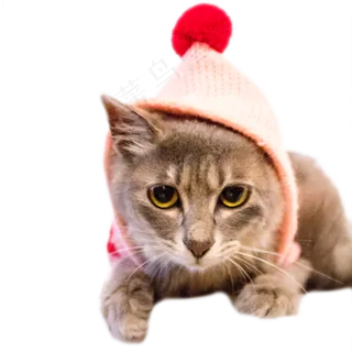 带着粉色兜帽的猫 带着粉色兜帽的猫