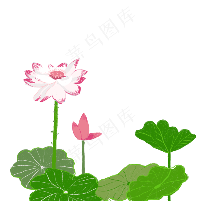 莲花荷花