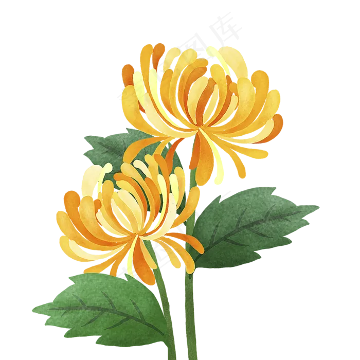 手绘重阳菊花花丛,免抠元素(1500*1500px 300 dpi )psd模版下载