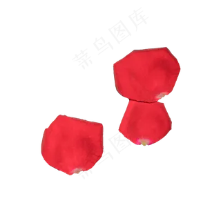 玫瑰花瓣实拍（png免抠）