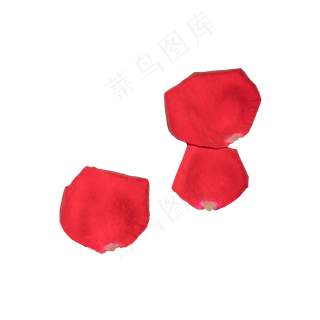 玫瑰花瓣实拍（png免抠）