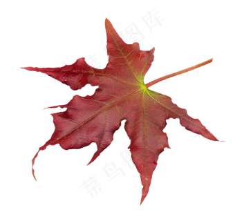 枫叶叶子,免抠元素