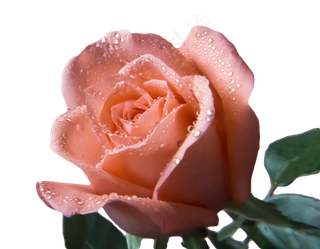 七夕情人节玫瑰花