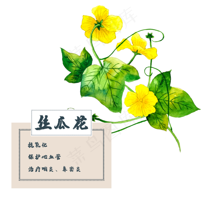 丝瓜花花类中草药水彩植物(2500X2500(DPI:300))psd模版下载