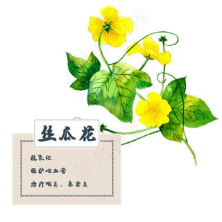 丝瓜花花类中草药水彩植物