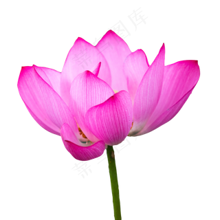 红色漂亮的荷花